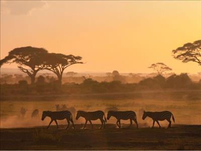 Güney Afrika Safari Turu Rotası (johannesburg Başlangıçlı)