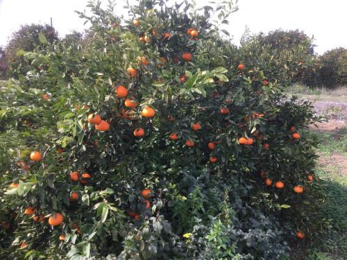 Aphrodite Beachfront Apartment