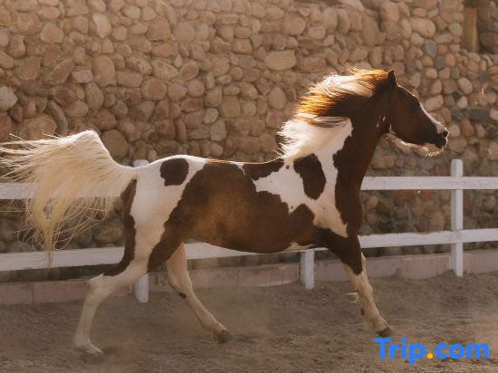 Concorde El Salam Hotel Sharm El Sheikh By Royal Tulip galeri fotoğrafı