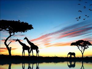 Güney Afrika Serüveni Turu (sömestr Dönemi)