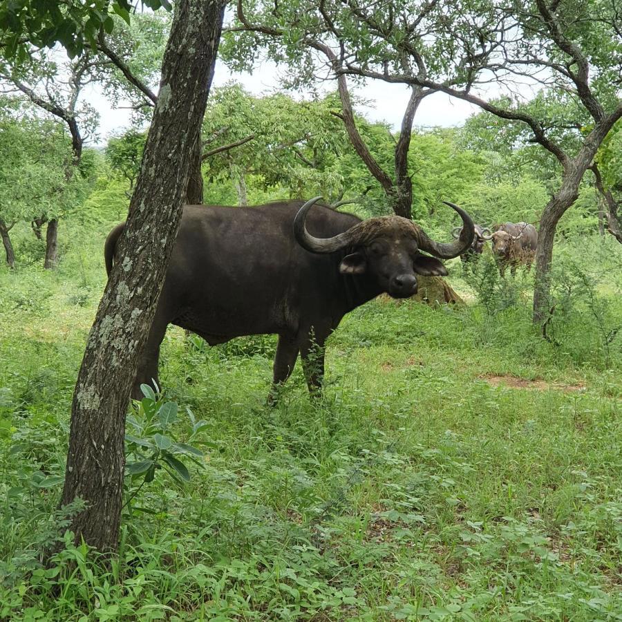 Kingfisher Creek Safari Lodge