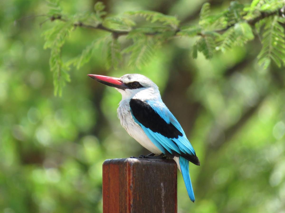 Kingfisher Creek Safari Lodge