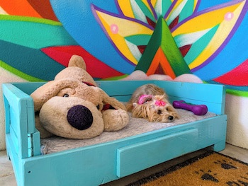 Puerto De Luna Pet Friendly & Family Suites Hotel