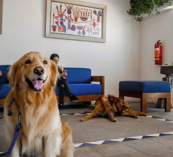 Puerto De Luna Pet Friendly & Family Suites Hotel