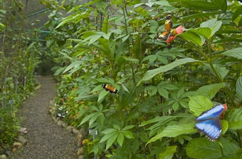 Gamboa Rainforest Reserve