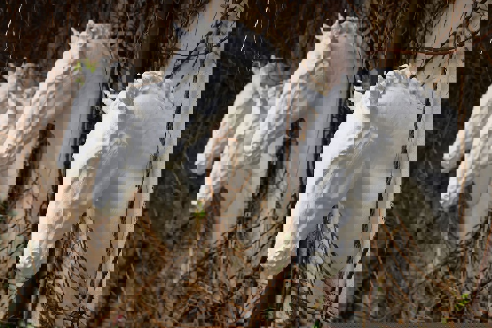 Three Crowns Hotel Prague