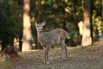 Nara Hotel