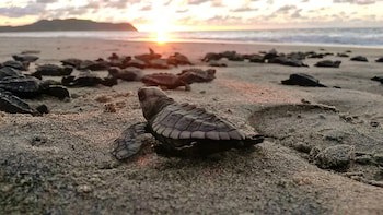 Four Seasons Resort Punta Mita