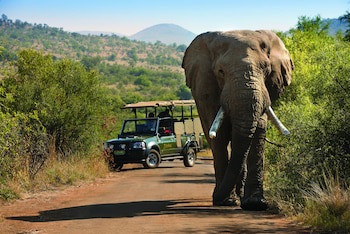 Bakubung Bush Lodge