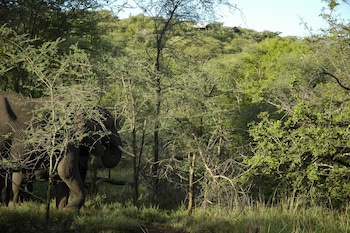 Kirawira Serena Camp