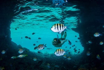 The Ocean Club, A Four Seasons Resort, Bahamas