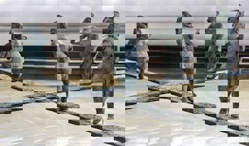 The Marmara Bodrum - Adult Only