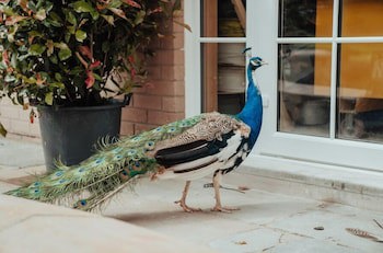 Dunadry Hotel And Gardens