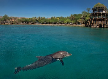 Dan Eilat