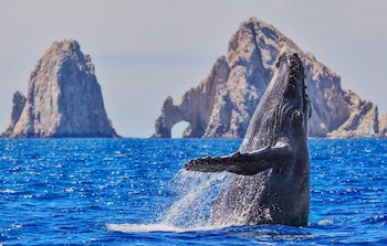 Corazon Cabo, A Noble House Resort