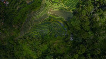 Alila Ubud. Bali