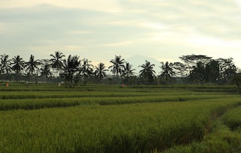 Alila Ubud. Bali