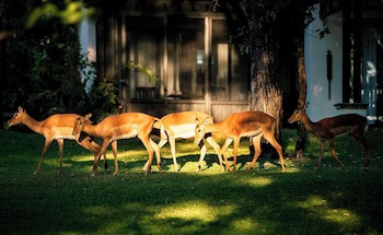 Royal Livingstone Victoria Falls Zambia Hotel By Anantara