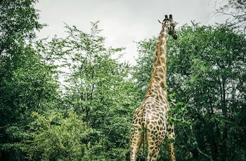 Avani Victoria Falls Resort