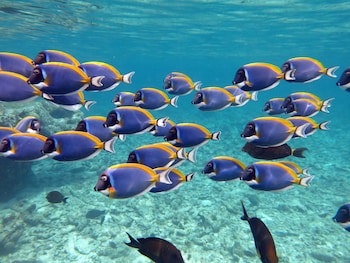 Four Seasons Maldives At Kuda Huraa
