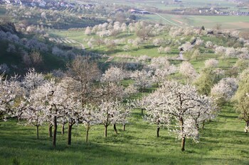 Ringhotel Hasen Herrenberg galeri fotoğrafı