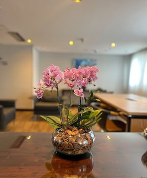 Blue Tree Premium Verbo Divino