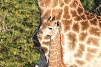 Gooderson Bushlands Game Lodge