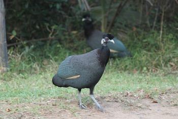 Gooderson Bushlands Game Lodge