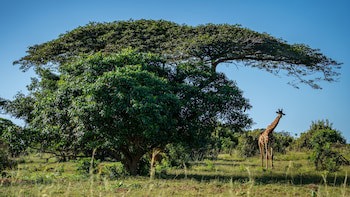 Gooderson Bushlands Game Lodge