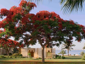 Mercure Ismailia Forsan Island Hotel galeri fotoğrafı