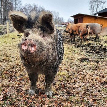 Hogbo Brukshotell