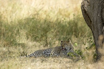 Serengeti Serena Safari Lodge
