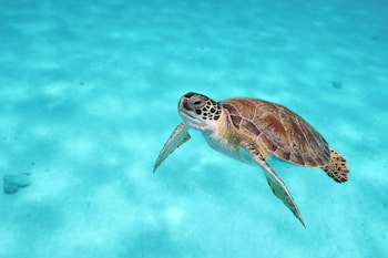 Van Der Valk Plaza Beach & Dive Resort Bonaire