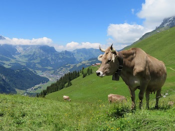 H+ Hotel & Spa Engelberg