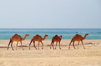 Crowne Plaza Resort Salalah, An Ihg Hotel