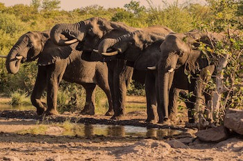 Victoria Falls Safari Club