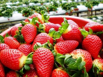 Copthorne Hotel Cameron Highlands
