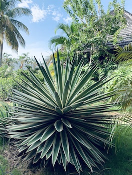 Emerald Beach Resort