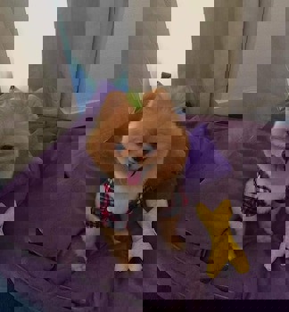 Best Western Plus Hotel Konak