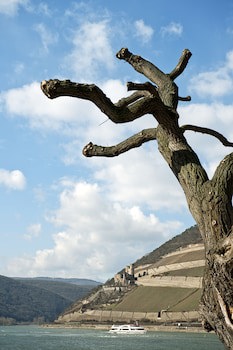 NH Bingen galeri fotoğrafı
