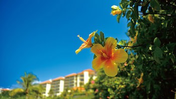 The Busena Terrace
