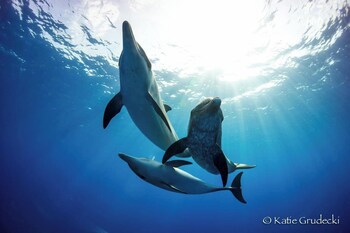 Bimini Big Game Club Resort & Marina