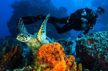 Cozumel Palace All Inclusive