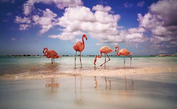 Renaissance Wind Creek Aruba Resort