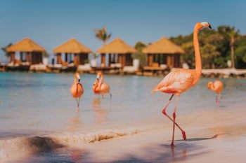 Renaissance Wind Creek Aruba Resort