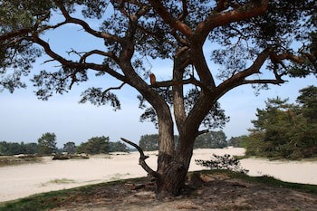 Doubletree By Hilton Royal Parc Soestduinen