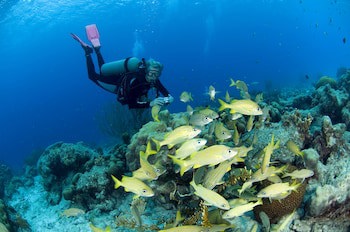 Divi Flamingo Beach Resort & Casino