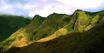 Green Trees Munnar