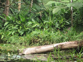 Rainforest Eco Lodge
