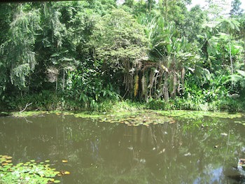 Rainforest Eco Lodge
